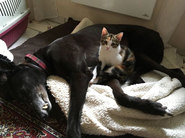 Gatita rescatada acurrucada con un perro 