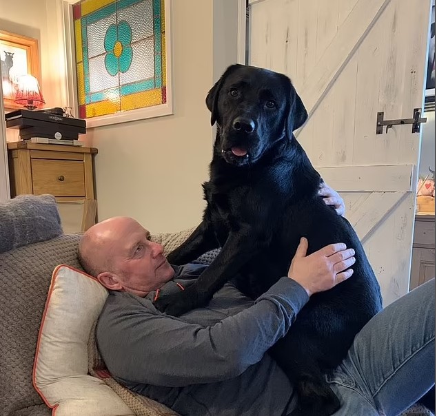 Perrito labrador jugando con su dueño mientras están recostados en un sofá 