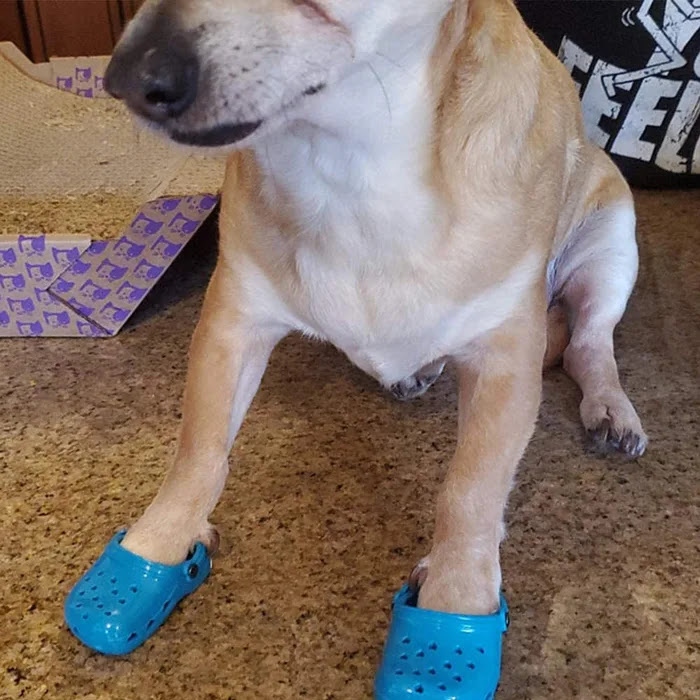 Perro con zapatos estilo Crocs; Lanzan zapatos tipo Crocs para mascotas e internet no sabe qué opinar al respecto