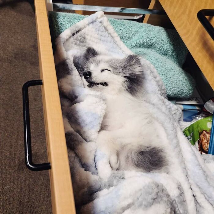 Perro durmiendo ;20 Mascotas que se mostraron amorosamente agradecidos con sus veterinarios