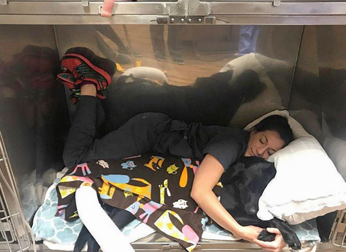 Veterinaria dormida junto a un perro ;20 Mascotas que se mostraron amorosamente agradecidos con sus veterinarios