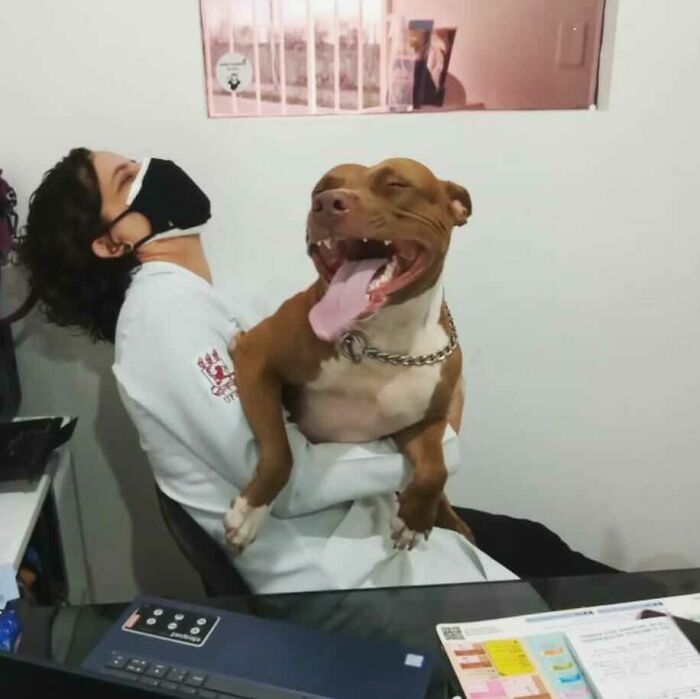 Perro sonriendo ;20 Mascotas que se mostraron amorosamente agradecidos con sus veterinarios