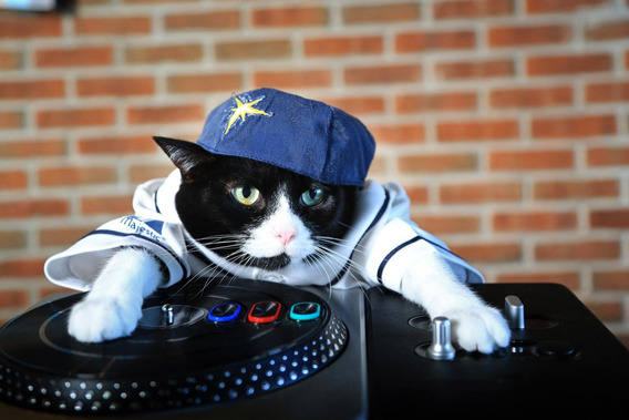 Gato girando una mesa de dj 