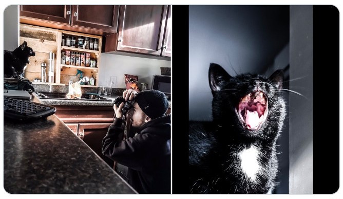 Gato maullando ;Fotógrafos comparten sus mejores trucos e internet no puede creer el resultado