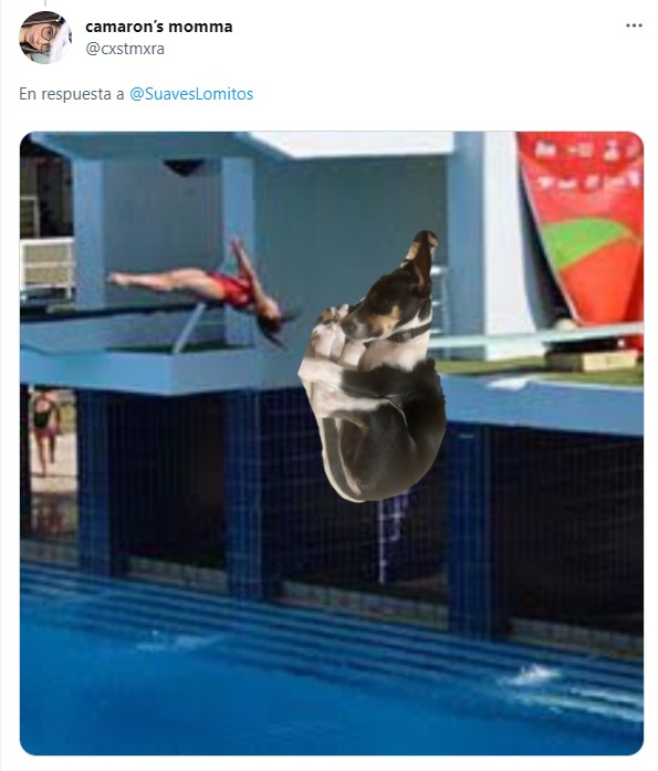 Memes de perritos en clavados