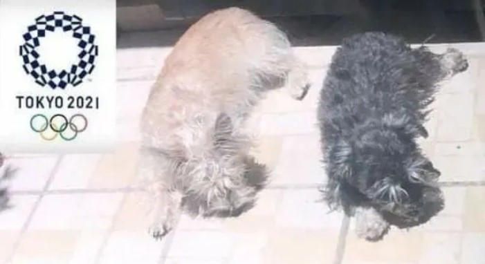 Memes de perritos en clavados