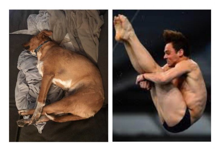 Memes de perritos en clavados