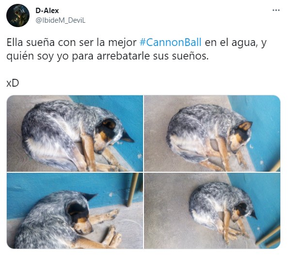 Memes de perritos en clavados