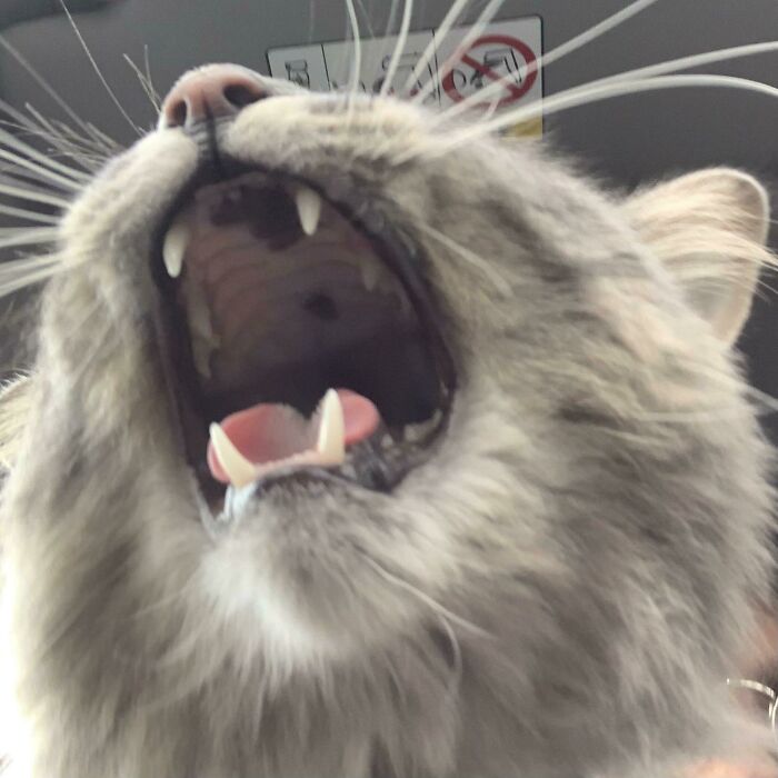 Gato maullando ;Personas comparten fotos de gatos maullando