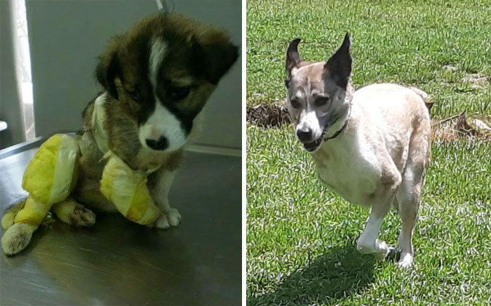 Perrito antes y después de ser adoptado de un refugio 