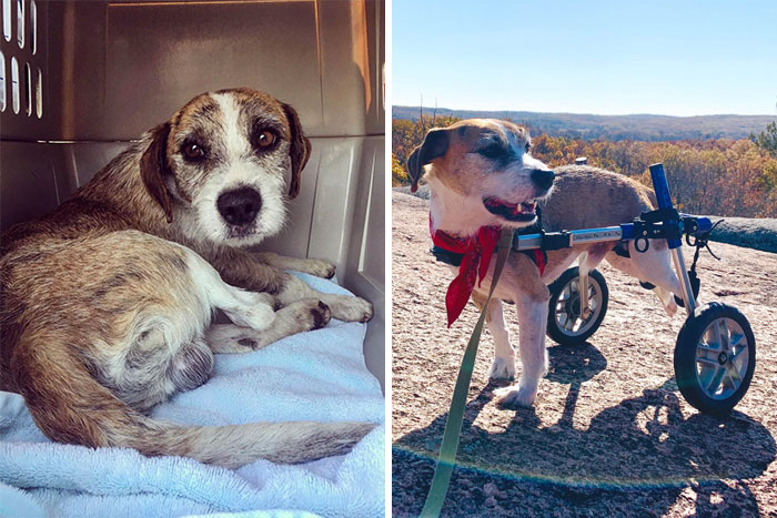 Perrito antes y después de ser adoptado de un refugio 