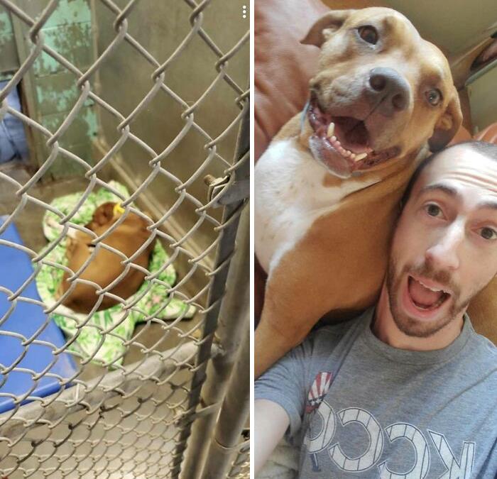 Perrito antes y después de ser adoptado de un refugio 