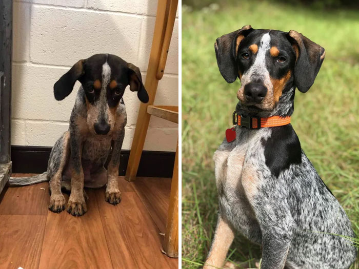 Perrito antes y después de ser adoptado de un refugio 