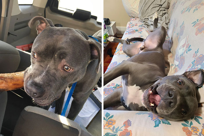 Perrito antes y después de ser adoptado de un refugio 