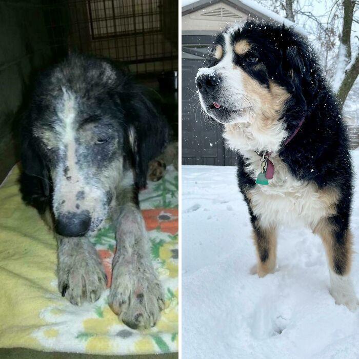 Perrito antes y después de ser adoptado de un refugio 