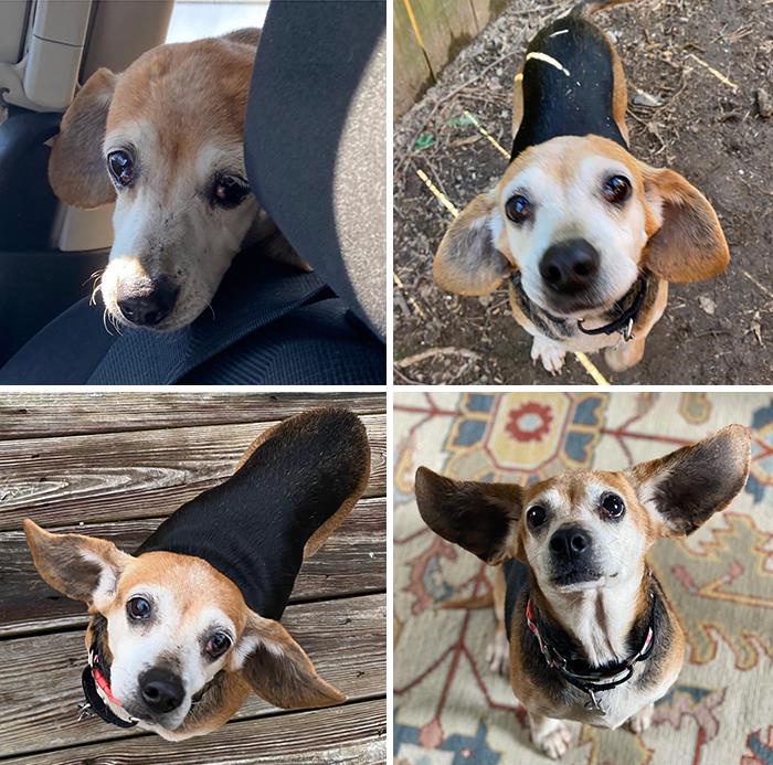 Perrito antes y después de ser adoptado de un refugio 