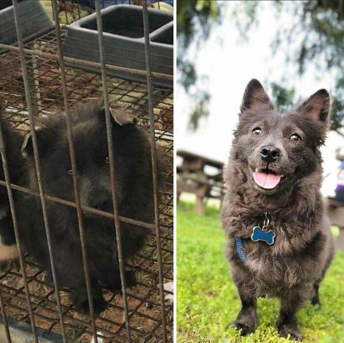 Perrito antes y después de ser adoptado de un refugio 