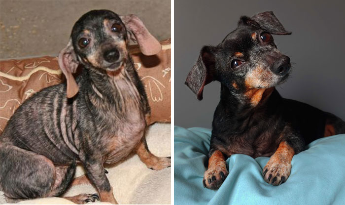 Perrito antes y después de ser adoptado de un refugio 