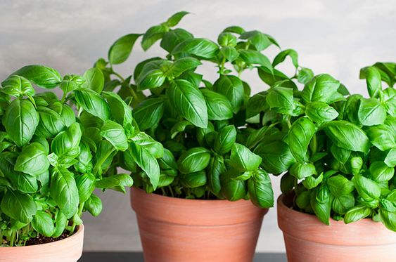 Planta que ayuda a atraer la abundancia