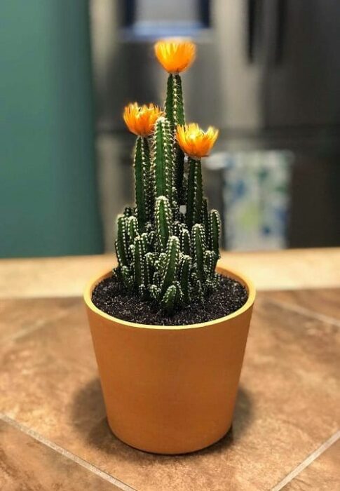 Planta que ayuda a atraer la abundancia