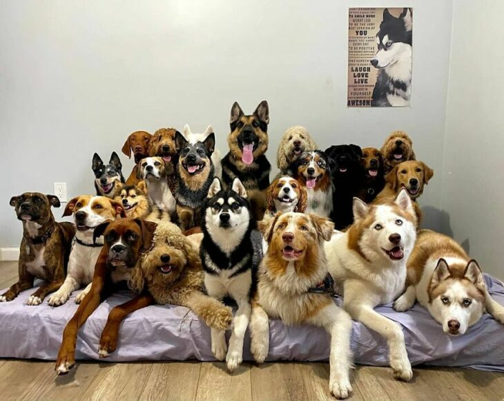 Perros sobre una cama ;Guardería de perros toma las mejores fotos de recuerdo 