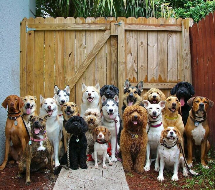 Perros frente a una cerca ;Guardería de perros toma las mejores fotos de recuerdo 