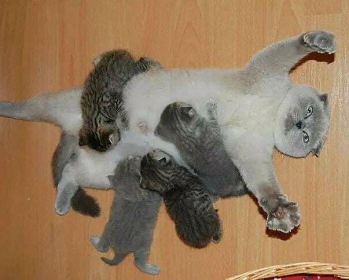 Gatos haciendo cosas extrañas 