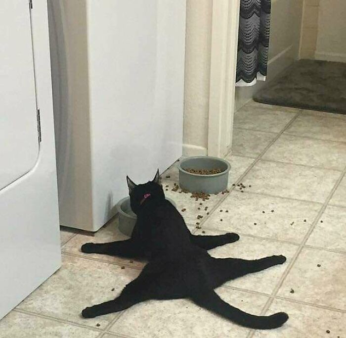 Gatos haciendo cosas extrañas 