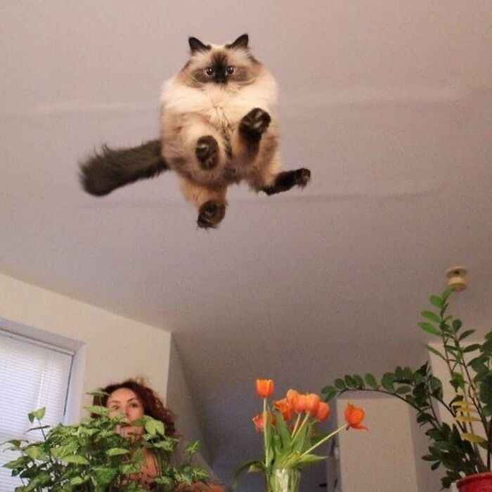 Gatos haciendo cosas extrañas 