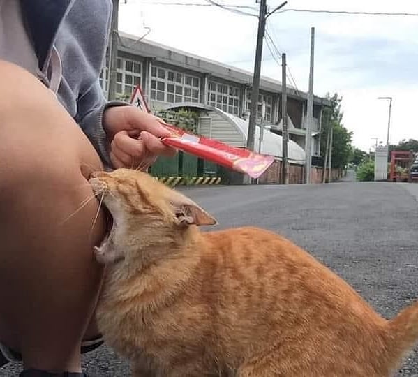 Gatos haciendo cosas extrañas 