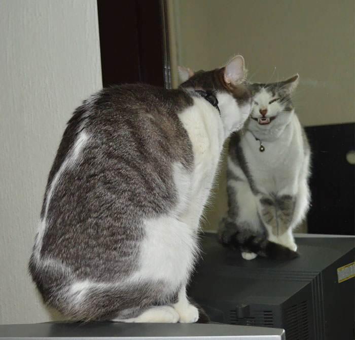 Gatos haciendo cosas extrañas 