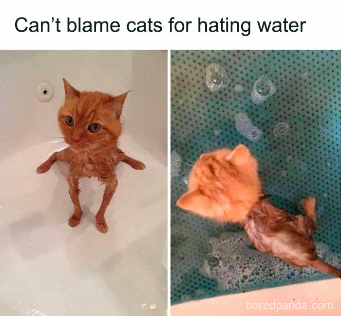 Gatos haciendo cosas extrañas 