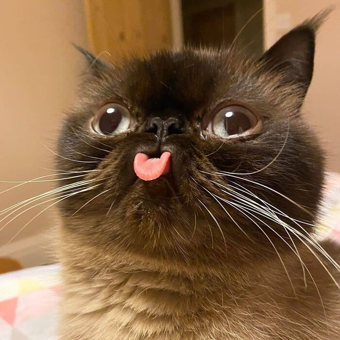 Gatos haciendo cosas extrañas 
