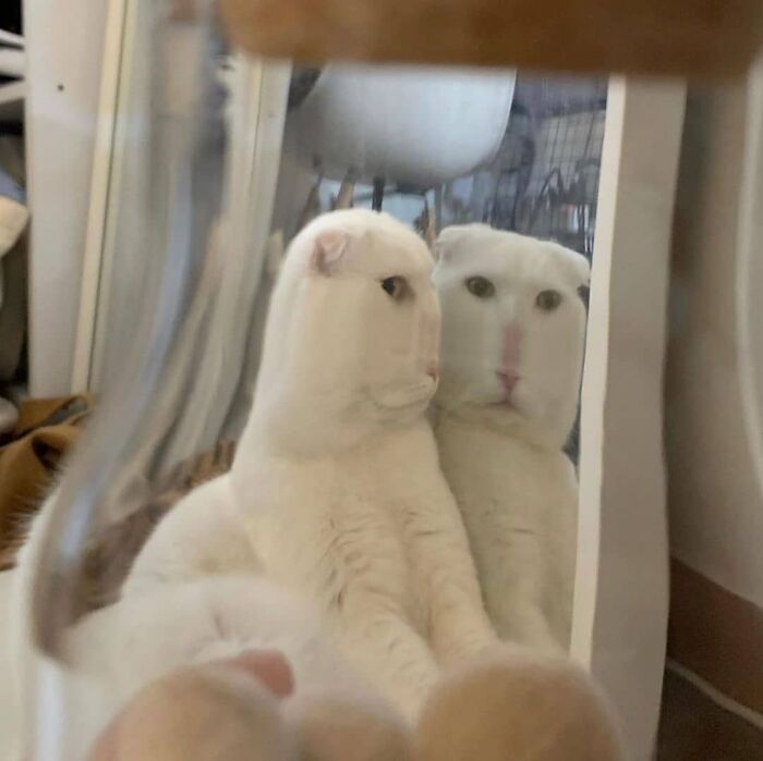 Gato mirándose en un espejo