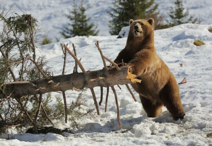 Oso jugando con la nieve y un árbol en Suiza