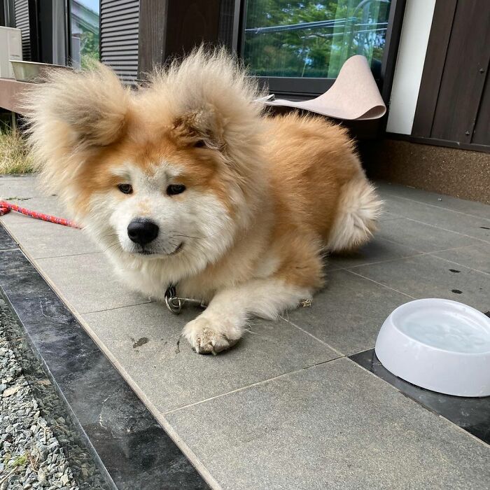 Perro acostado en el piso ;Perro akita con rostro en forma de corazón enternece a internet con sus fotos