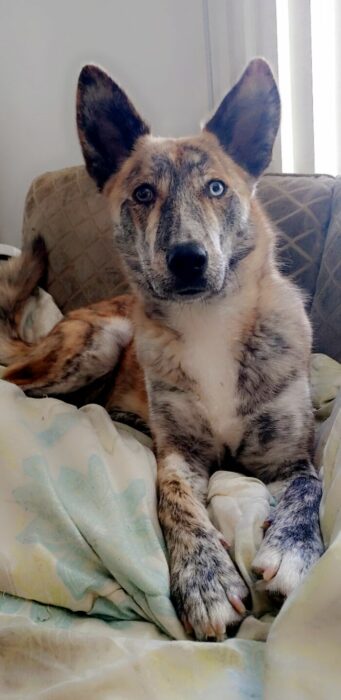 Mascotas que fueron adoptadas y viven felices