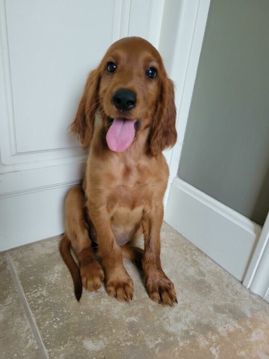 Mascotas que fueron adoptadas y viven felices
