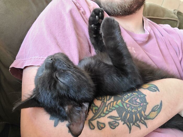Mascotas que fueron adoptadas y viven felices