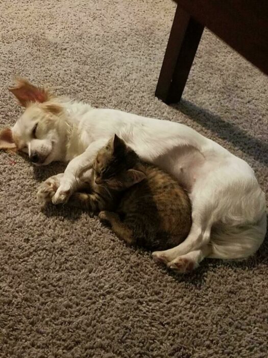 Mascotas que fueron adoptadas y viven felices