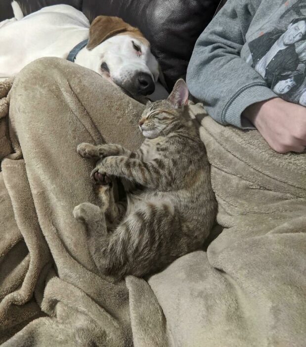 Mascotas que fueron adoptadas y viven felices