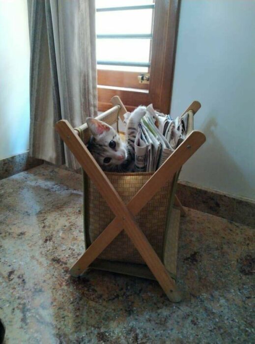 Mascotas que fueron adoptadas y viven felices