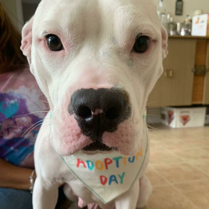 Mascotas que fueron adoptadas y viven felices
