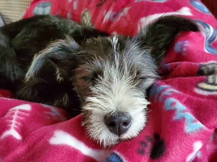 Mascotas que fueron adoptadas y viven felices