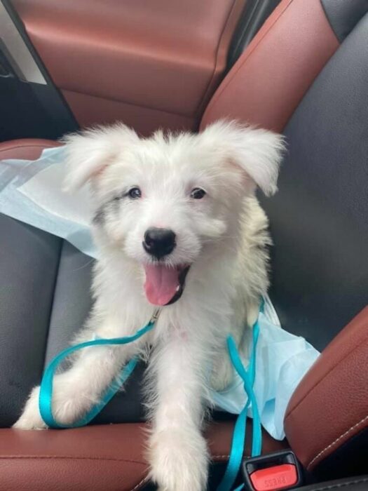 Mascotas que fueron adoptadas y viven felices