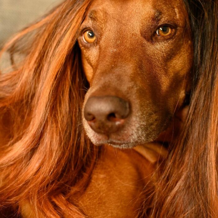 Perro de raza grande con peluca castaña ;Personas publican fotos de perritos con pelucas y el resultado alegra a internet