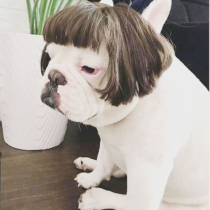 Perro pequeño con peluca corta ;Personas publican fotos de perritos con pelucas y el resultado alegra a internet
