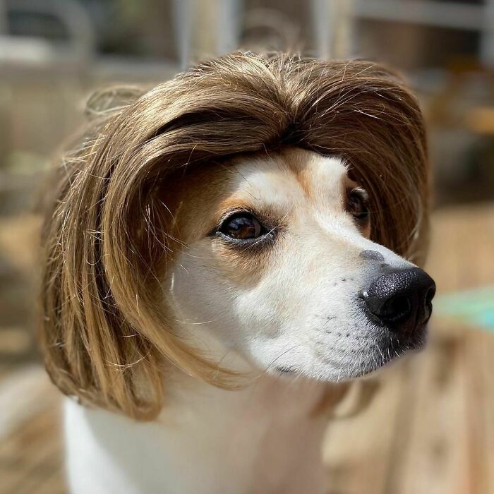 Perro con peluca en melena ;Personas publican fotos de perritos con pelucas y el resultado alegra a internet