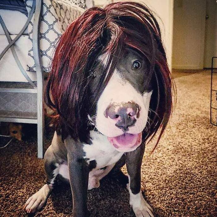 Perro con peluca rojiza ;Personas publican fotos de perritos con pelucas y el resultado alegra a internet