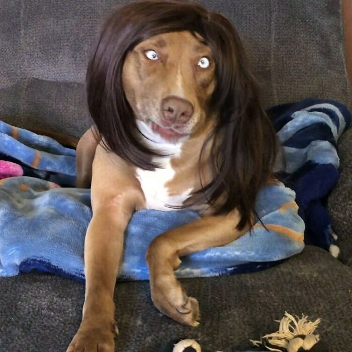 Perro con peluca de cabello largo ;Personas publican fotos de perritos con pelucas y el resultado alegra a internet